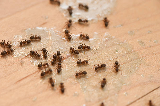 Best Cockroach Control Services  in Linden, MI